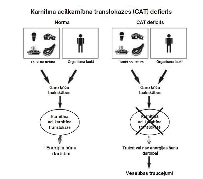 Karnitīna acilkarnitīna translokāzes (CAT) deficīts