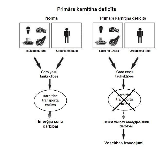 Primārs karnitīna deficīts